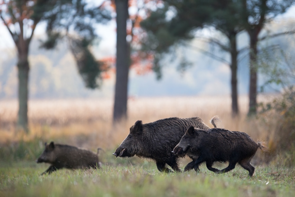 dgestim_sanglier_fnc201400012