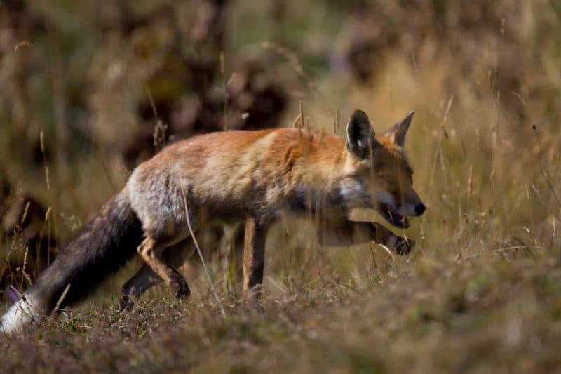 mamm_divers_fnc_dgestim2016-19-e1613657331737