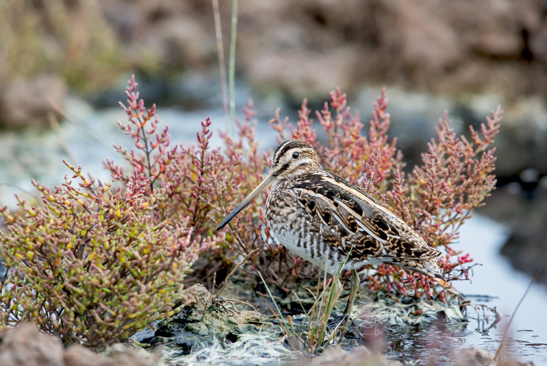 Bécassine des marais