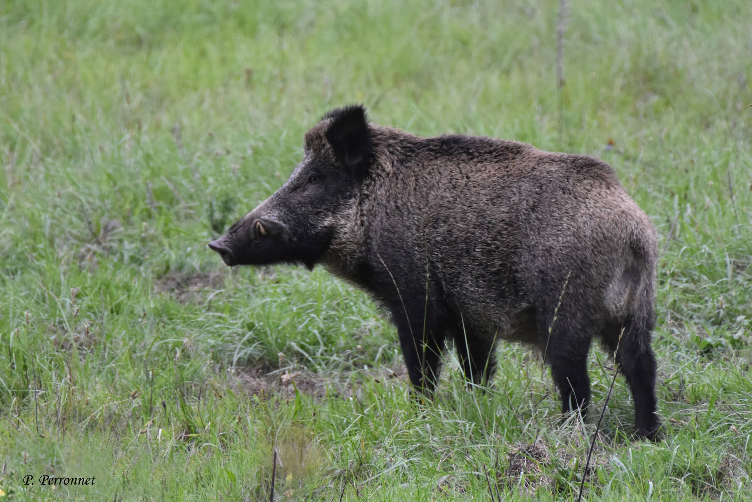 P Perronnet 2023 (2)